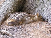 Capreolus capreolus - European Roe Deer