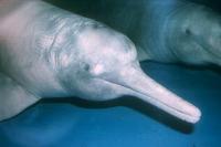 Inia geoffrensis - Pink River Dolphin