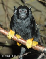 Saguinus midas - Midas Tamarin