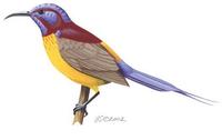 Image of: Aethopyga gouldiae (Gould's sunbird)