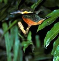 Image of: Chloroceryle americana (green kingfisher)