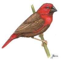 Image of: Pyrenestes ostrinus sanguineus