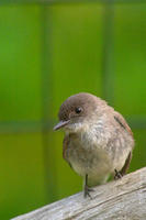 Image of: Sayornis phoebe (eastern phoebe)