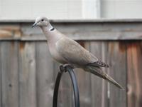 Image of: Streptopelia decaocto (Eurasian collared-dove)