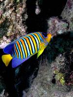 Pygoplites diacanthus - Bluebanded Angelfish