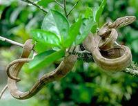 Image of: Corallus hortulanus (Amazon tree boa)