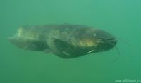 Silurus glanis
