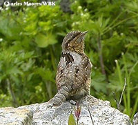 Eurasian Wryneck - Jynx torquilla