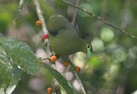 Sumatran Green Pigeon - Treron oxyurus