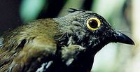 Yellow-wattled Bulbul - Pycnonotus urostictus