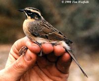 Black-throated Accentor - Prunella atrogularis