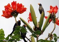 Finch-billed Myna - Scissirostrum dubium