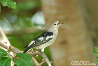 Purple-backed Starling - Sturnus sturninus