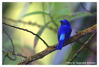 Small Niltava - Niltava macgrigoriae