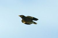 Common Myna