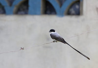 Fork-tailed Flycatcher (Tyrannus savana) photo