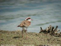 Black-fronted Dotterel - Elseyornis melanops