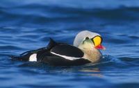 King Eider (Somateria spectabilis) photo