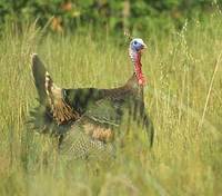 Wild Turkey (Meleagris gallopavo) photo