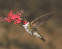 Broad-tailed Hummingbird (Selasphorus platycercus) photo