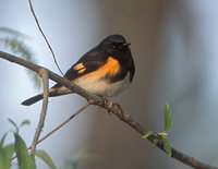 American Redstart (Setophaga ruticilla) photo