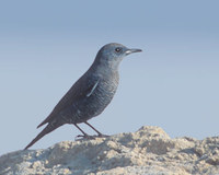 Blue Rock-Thrush (Monticola solitarius) photo