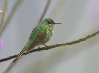 Green-tailed Trainbearer (Lesbia nuna) photo