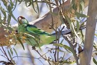 Mallee Ringneck - Barnardius barnardi