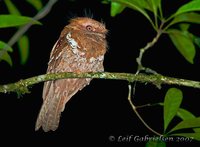 Philippine Frogmouth - Batrachostomus septimus