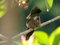 Festive Coquette - Lophornis chalybeus