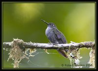 Hoary Puffleg - Haplophaedia lugens