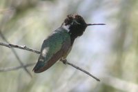 Costa's Hummingbird - Calypte costae