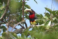 Ivory-billed Aracari - Pteroglossus azara