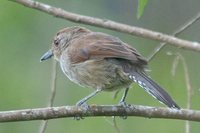 Rufous-capped Antshrike - Thamnophilus ruficapillus