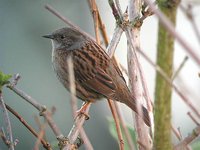 Dunnock - Prunella modularis