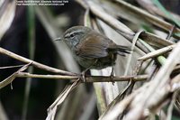 Sunda Bush-Warbler - Cettia vulcania