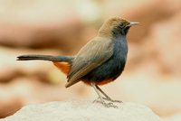 Indian Robin - Saxicoloides fulicata