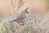 Chirruping Wedgebill - Psophodes cristatus