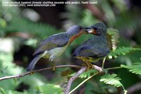 Ruby-cheeked Sunbird - Chalcoparia singalensis