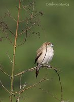 White-throated Munia - Euodice malabarica