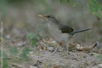 African Thrush, Turdus pelios