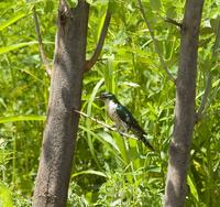 Dideric Cuckoo (Chrysococcyx caprius)