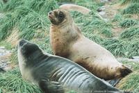 Hookers Sea Lion