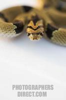 common kukri snake warming in morning light stock photo