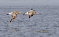 Bar-tailed godwit C20D 03008.jpg