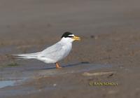 Little tern C20D 03454.jpg