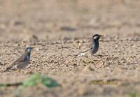 White-cheeked starling C20D 02426.jpg