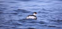 검은목논병아리 Eared Grebe Podiceps nigricollis