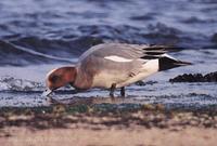 홍머리오리 Eurasian Wigeon Anas penelope