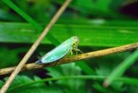 Cicadella viridis